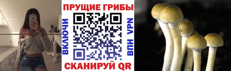 Псилоцибиновые грибы прущие грибы  Снежногорск 
